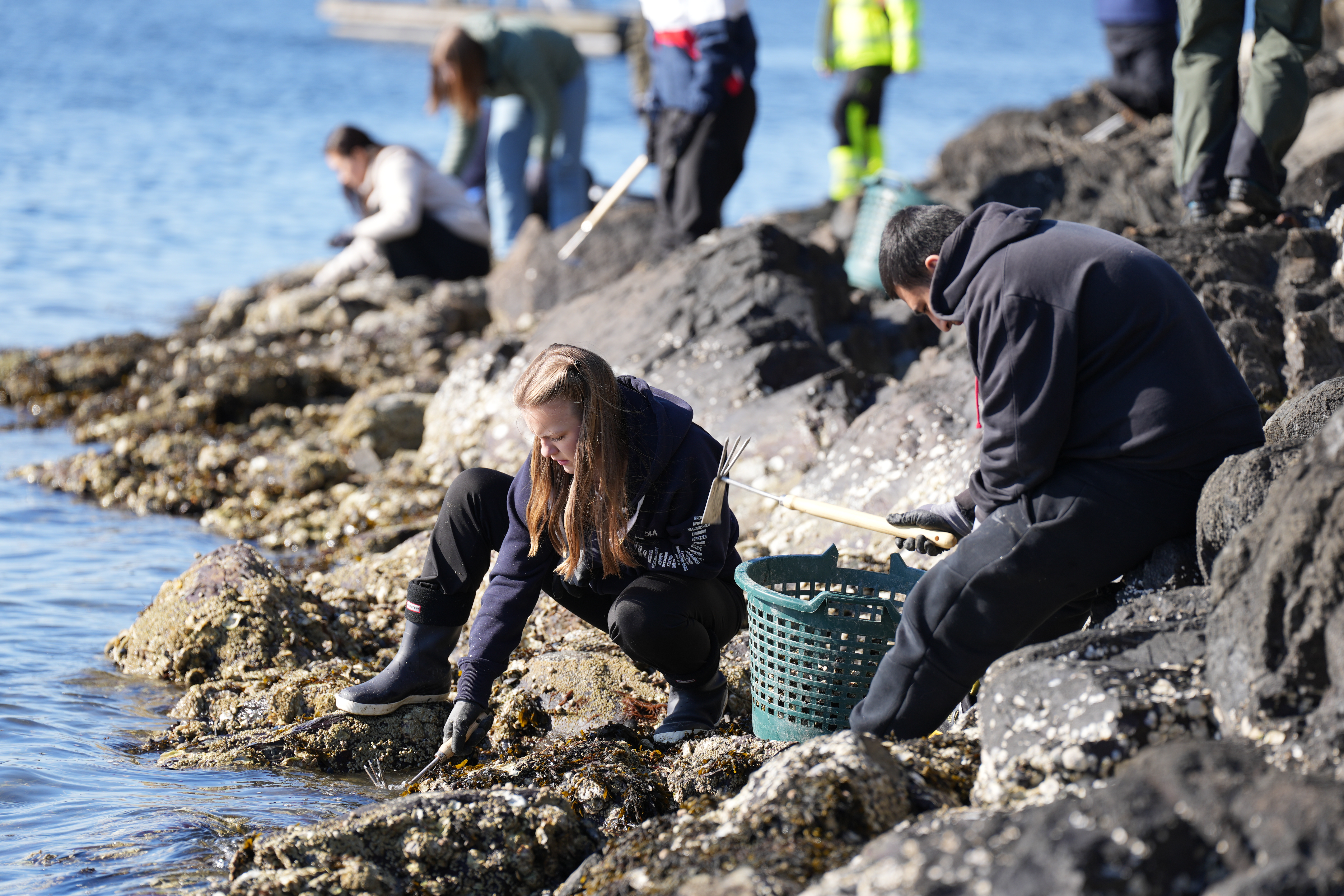 Plukking av Stillehavsøsters