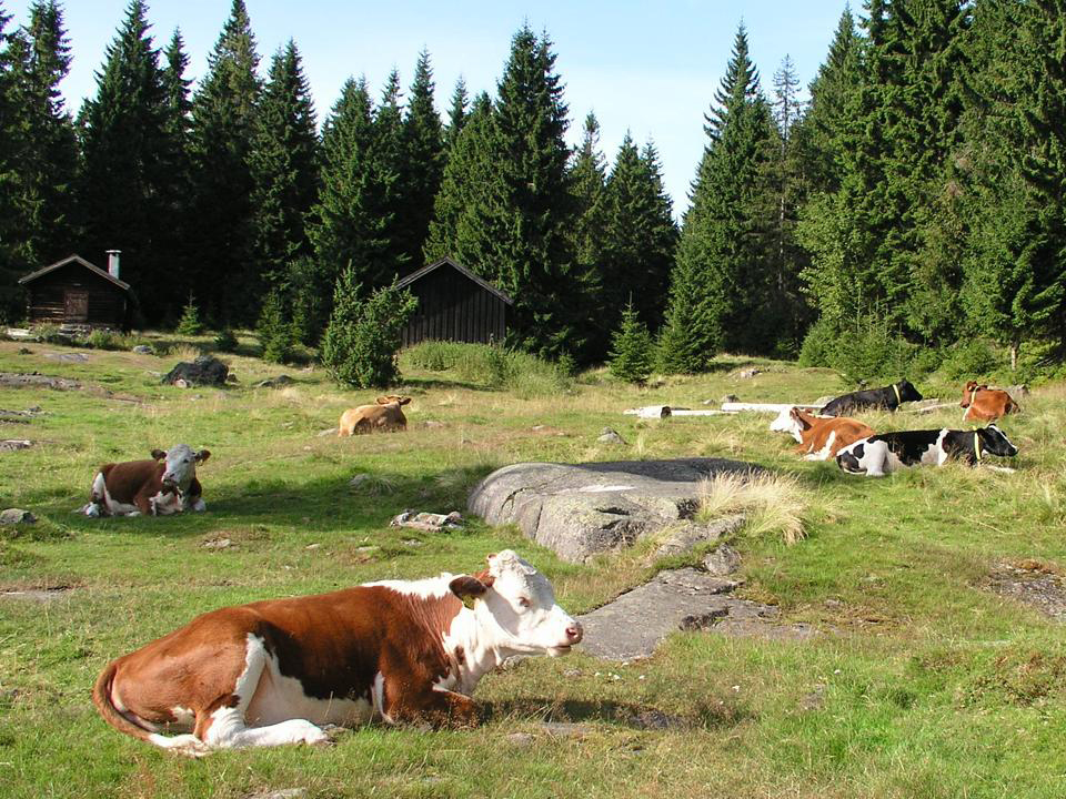 Bygninger og kyr på Stovivollen i Vestmarka. PB.