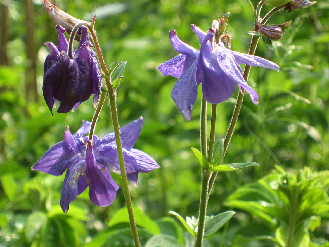 Akeleie og iris er stauder